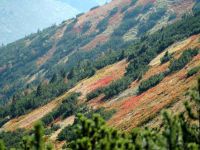 Czerwień i złoto to nieuchronne znaki, że Tatry przybrały swoją najpiękniejszą sukienkę.